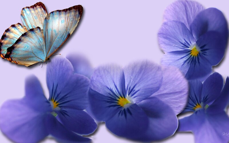 Blue Butterfly and Pansies — Purple