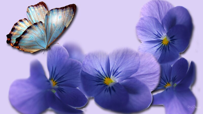 Blue Butterfly and Pansies