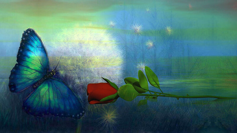 Blue Butterfly and Red Rose