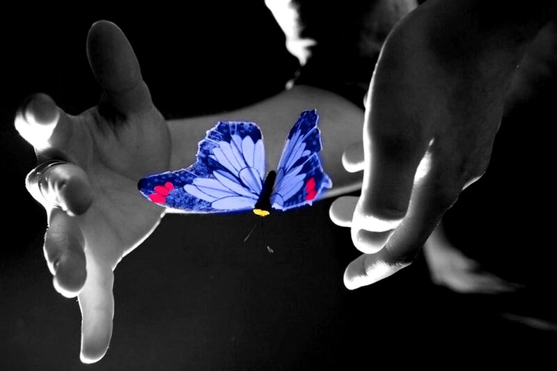 Blue Butterfly Between Hands