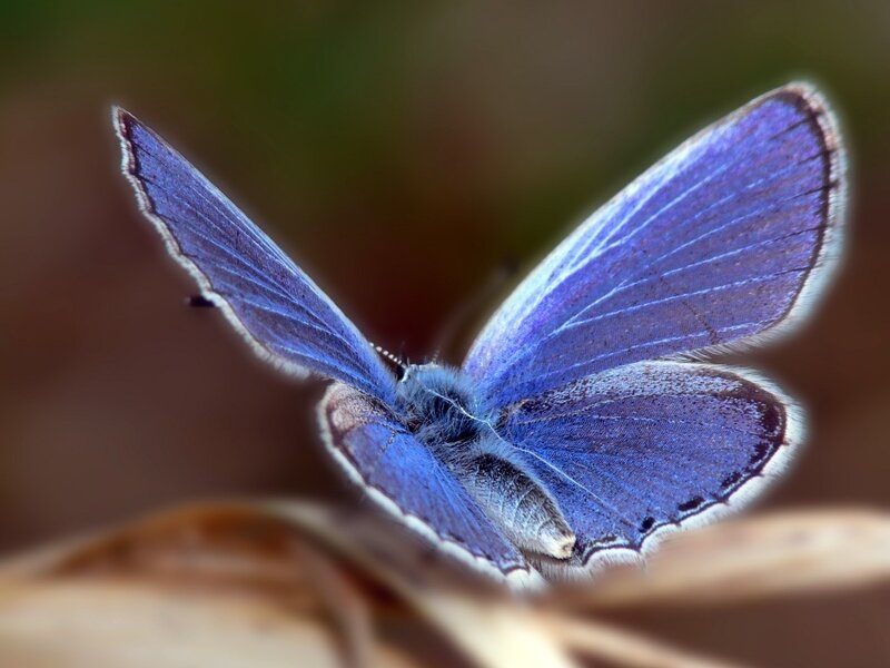 Blue Butterfly — Calm, Photograph, Leaf