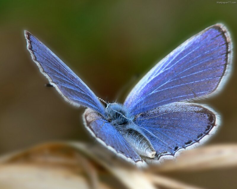 Blue Butterfly — Calm, Photograph