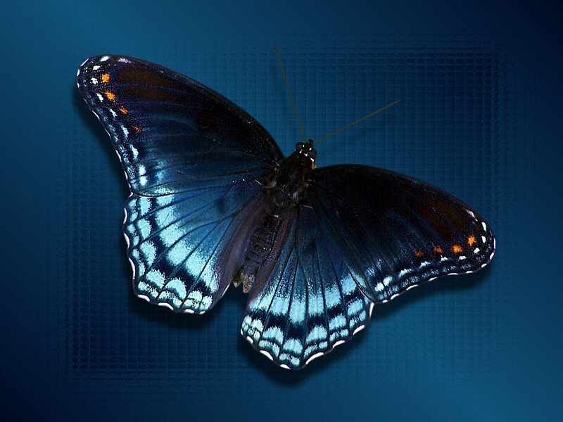Blue Butterfly — Calm, Photograph, Wings, Antennae