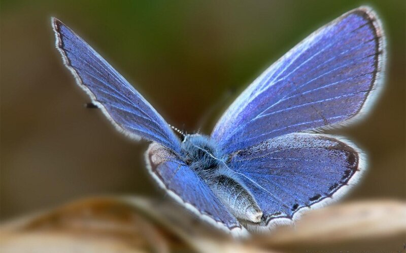 Blue Butterfly — Calm, Photograph, Wings, Plant