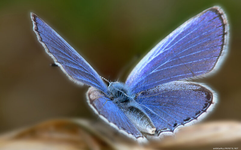 Blue Butterfly — Calm, Photograph, Wings