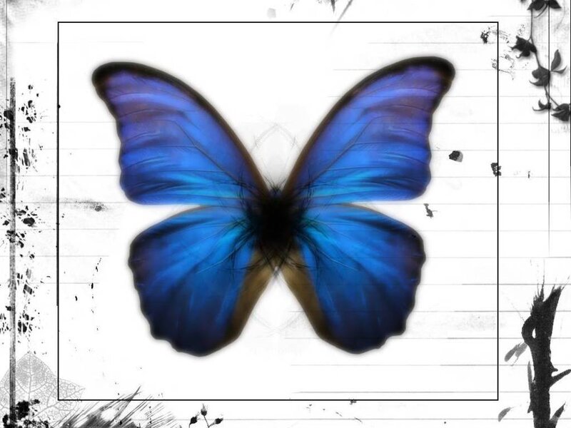 Blue Butterfly — Calm