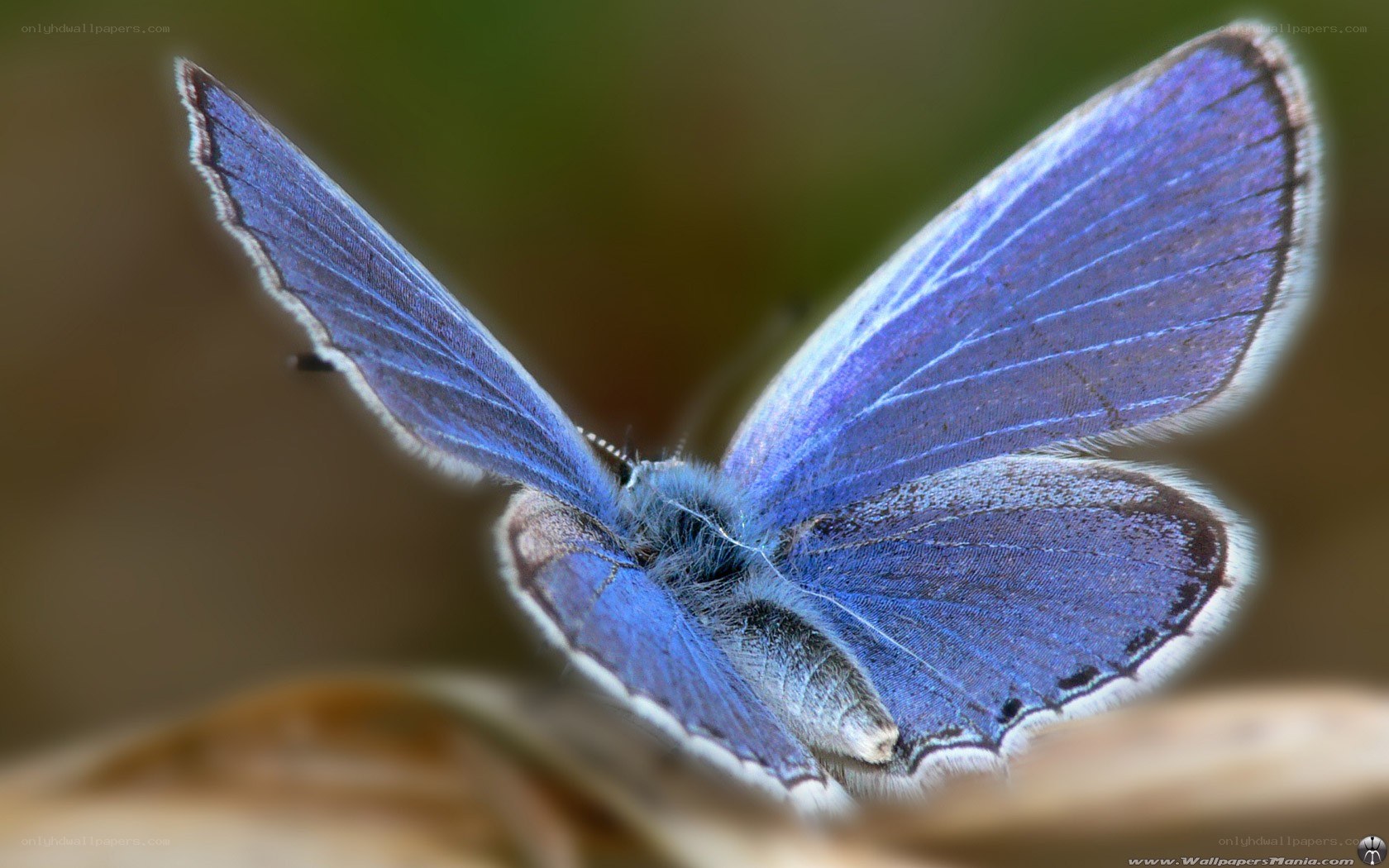 blue butterfly close-up