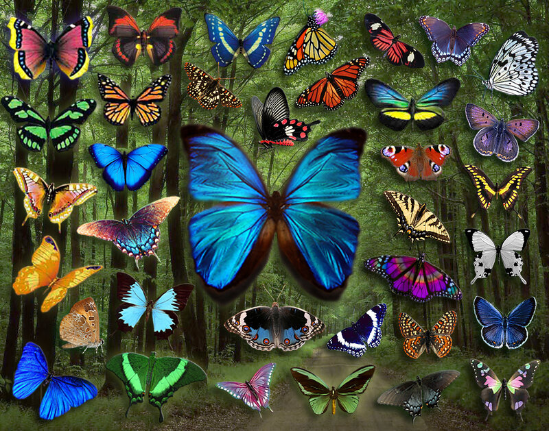 Blue Butterfly Collage — Green