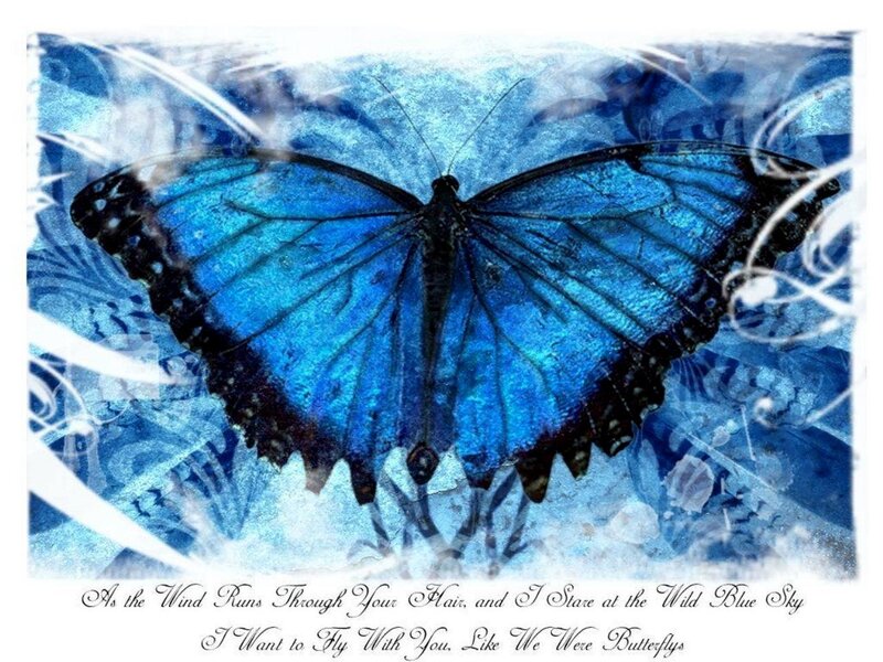 Blue Butterfly — Dreamy