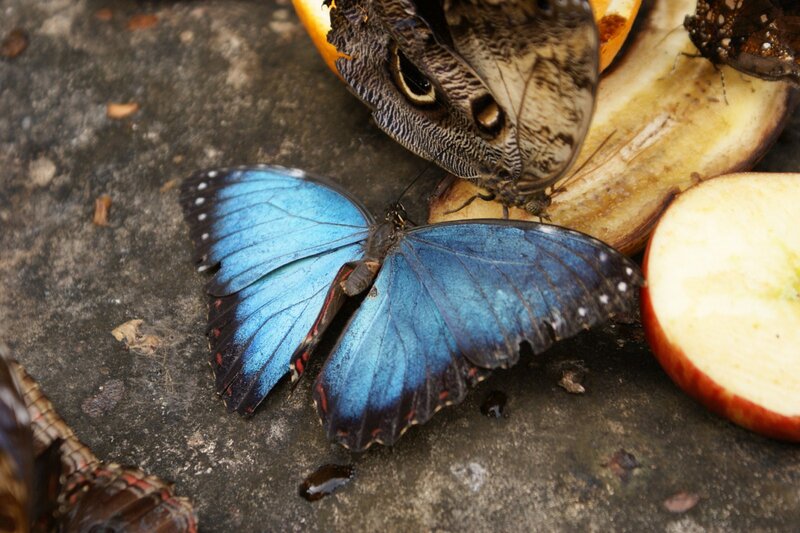 Blue butterfly feeding on fruit