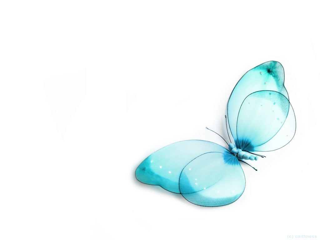 blue butterfly illustration
