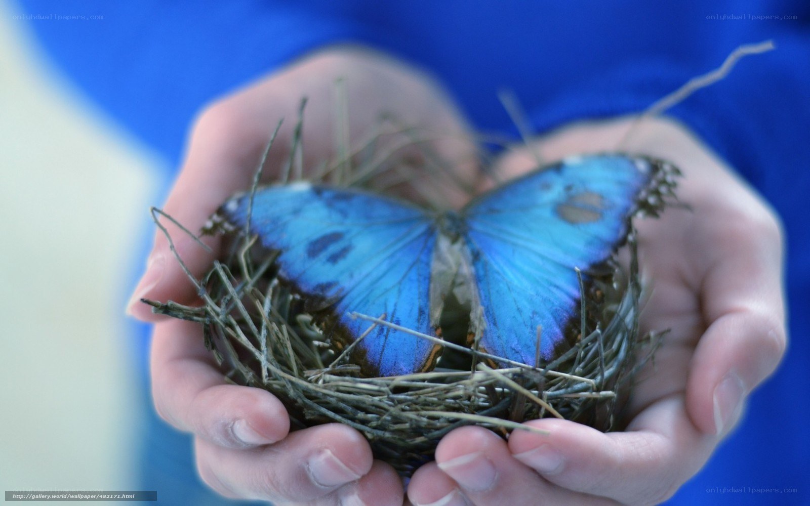 blue butterfly in a nest