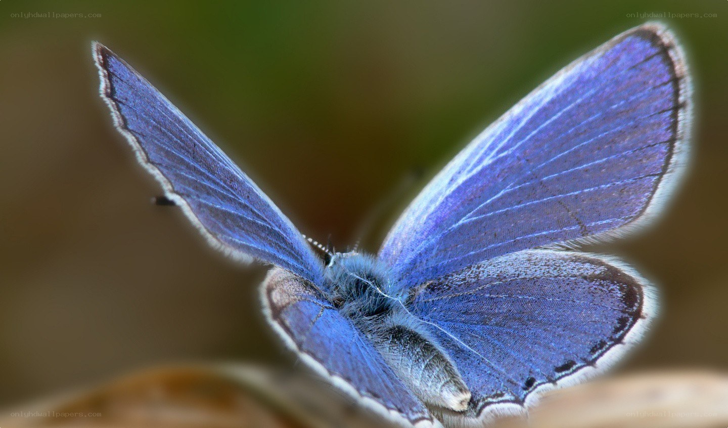 blue butterfly in close-up