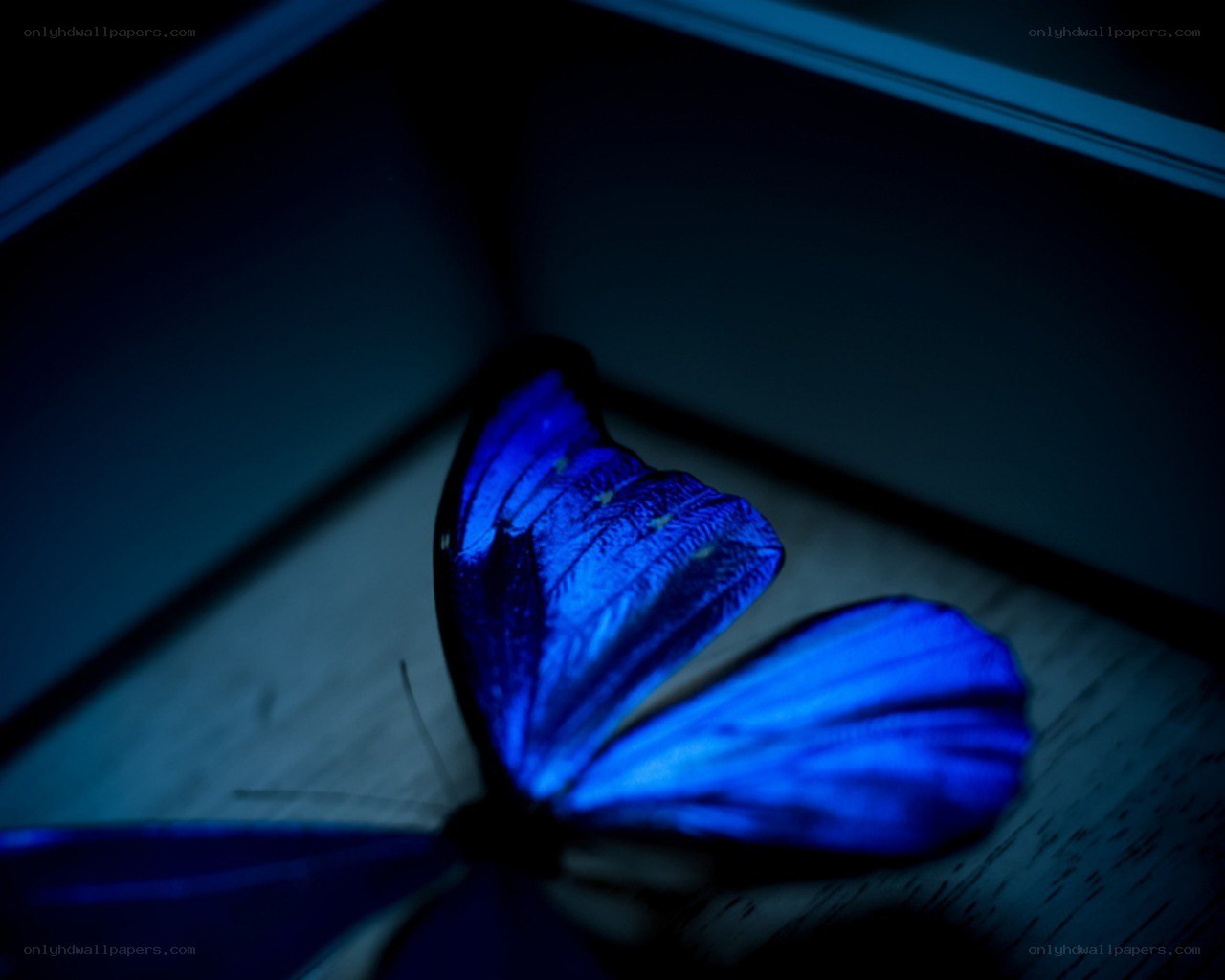 blue butterfly in dark room