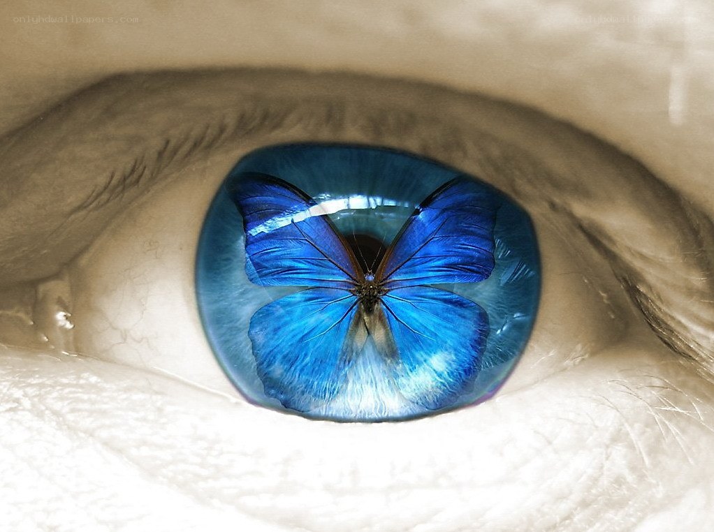 blue butterfly in eye