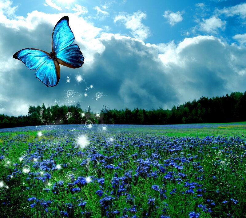 Blue Butterfly in Field — Dreamy