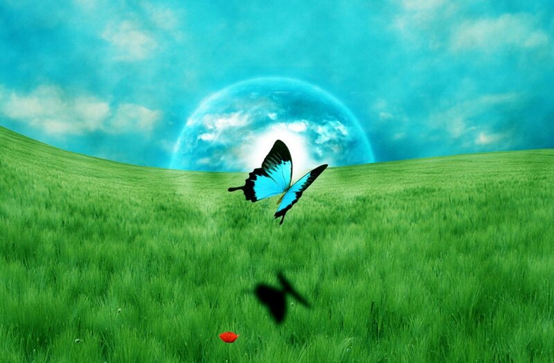 Blue Butterfly in Field — Green