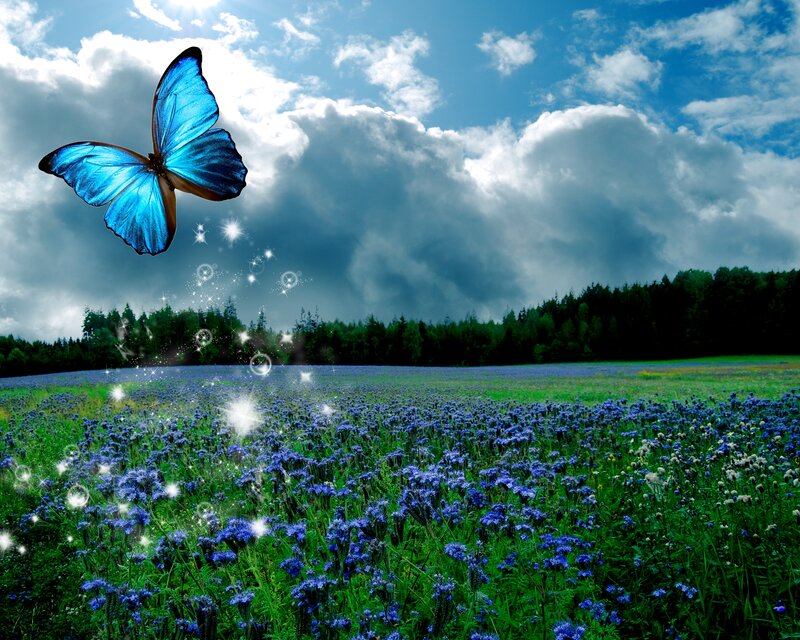 Blue Butterfly in Field — Serene, Afternoon