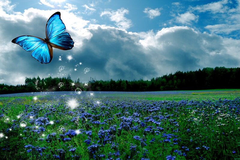 Blue Butterfly in Field — Serene