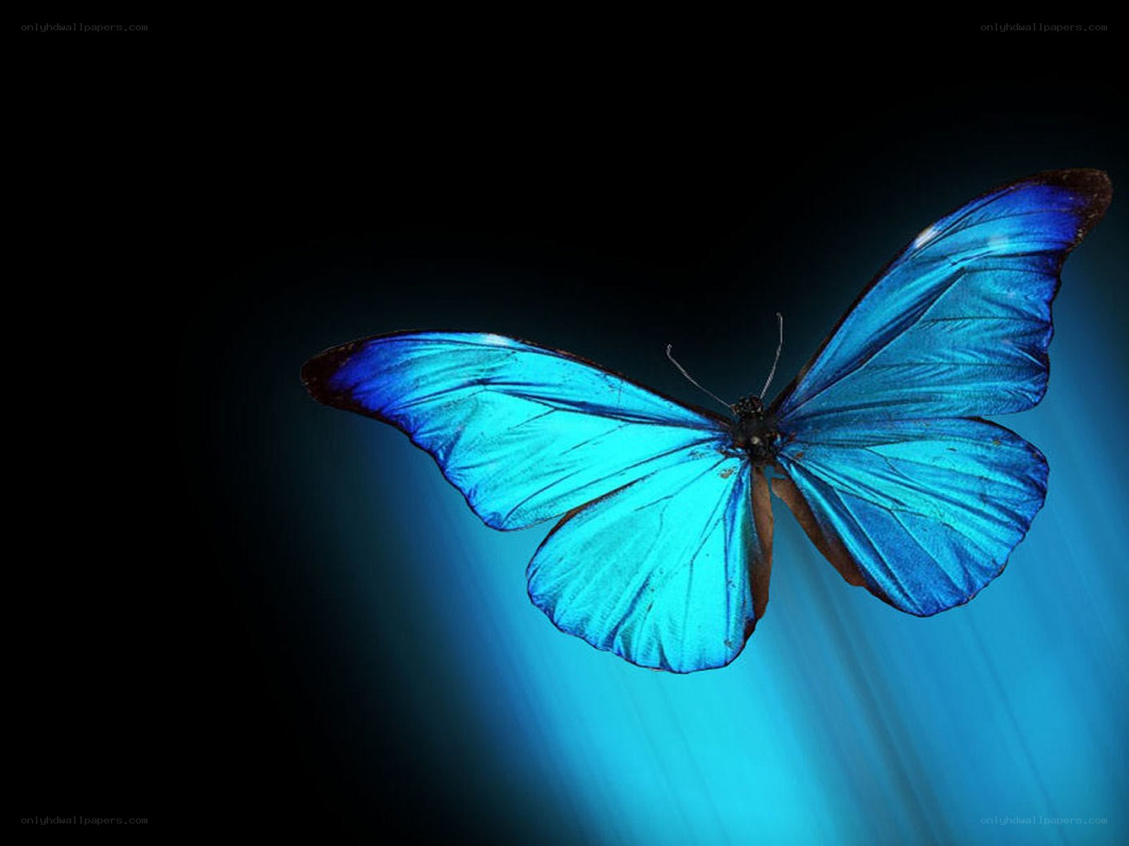 Blue butterfly in flight