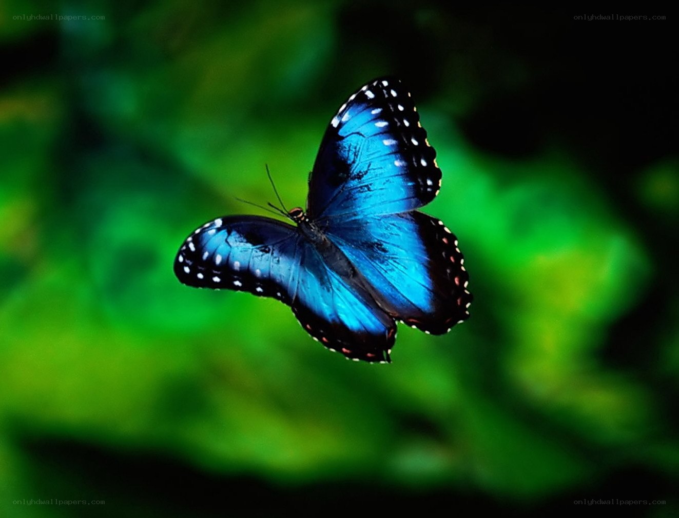 blue butterfly in flight