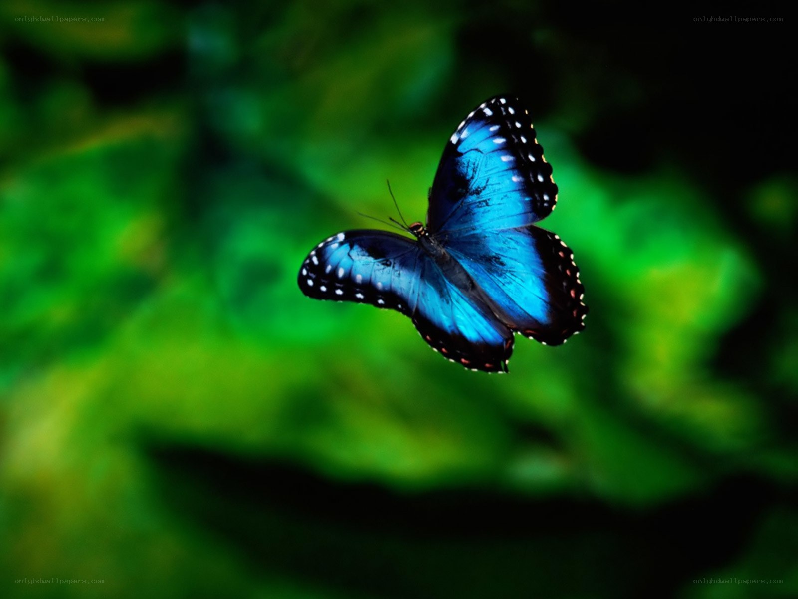 Blue butterfly in flight