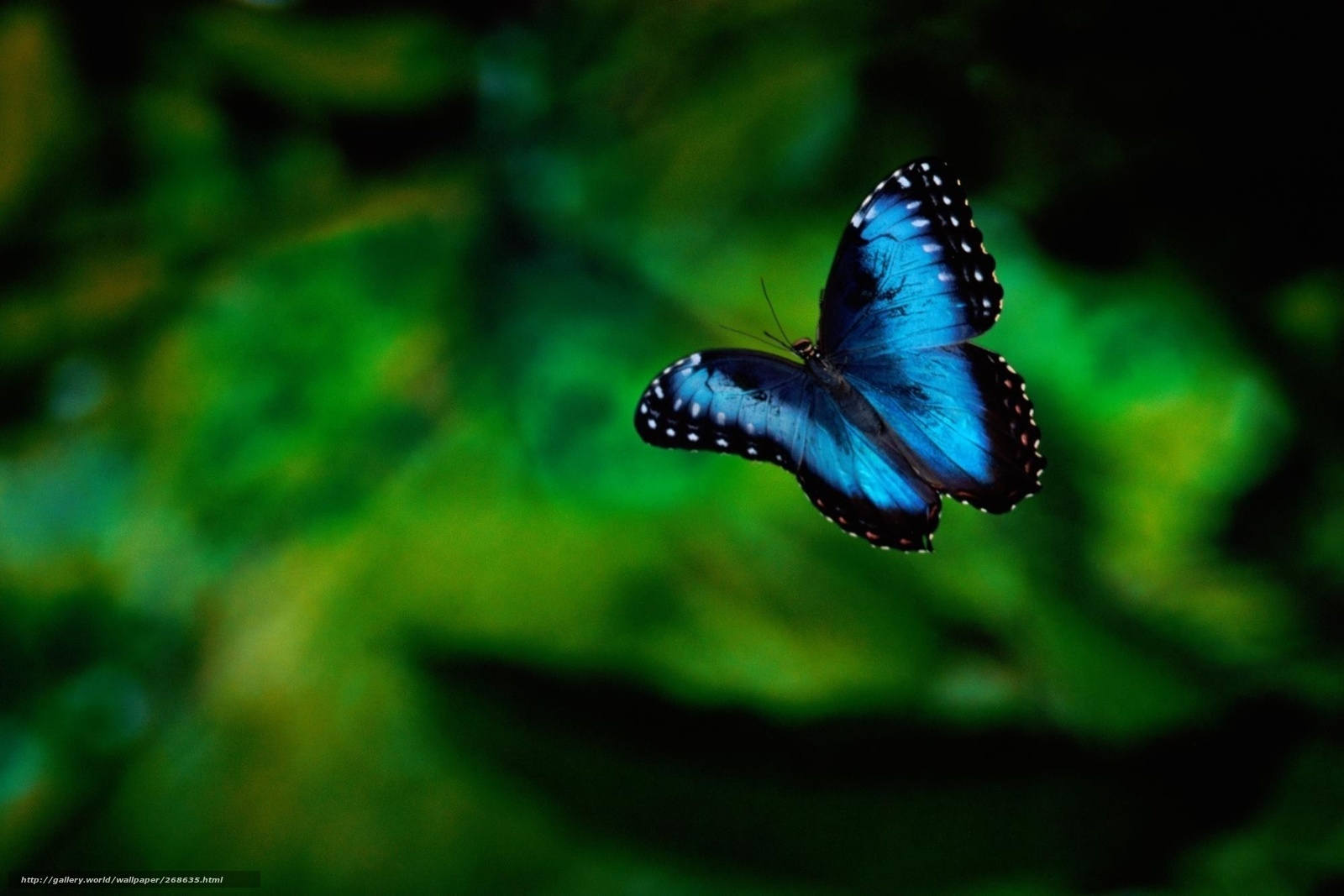 Blue butterfly in flight