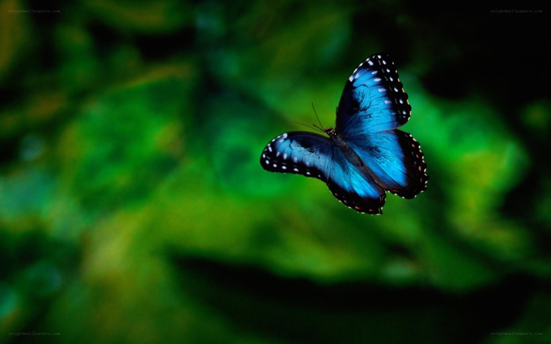 blue butterfly in flight