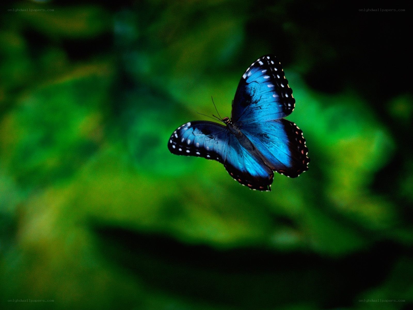 Blue butterfly in flight