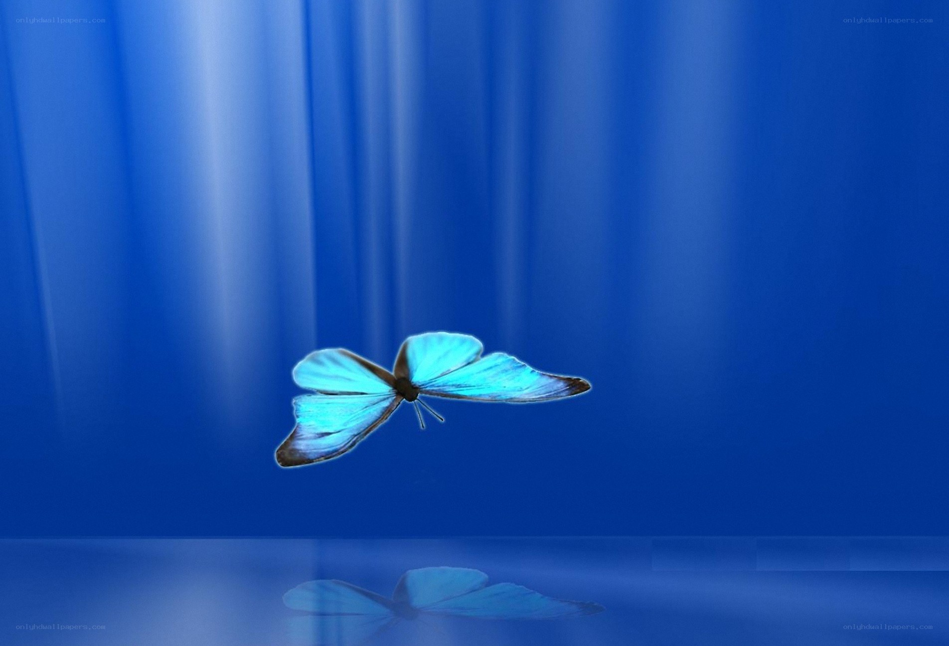 blue butterfly in flight