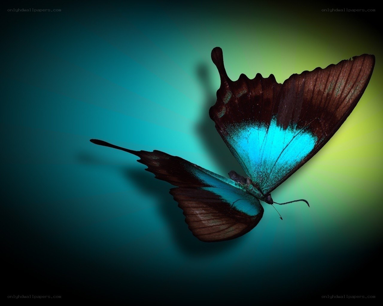 blue butterfly in flight