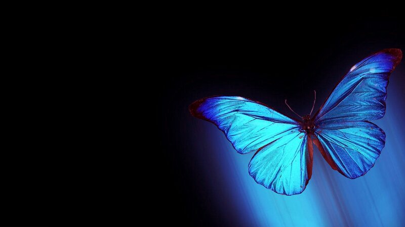 Blue Butterfly in Flight — Dramatic, Photograph