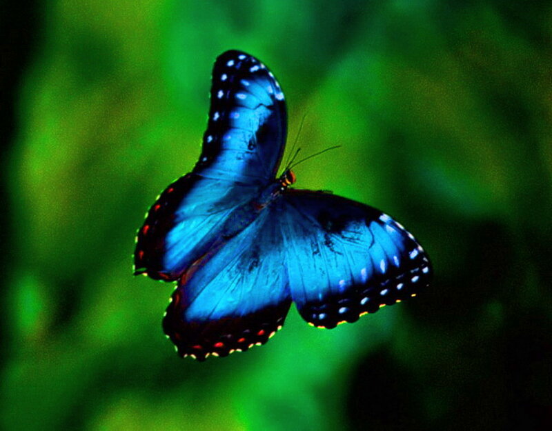 Blue Butterfly in Flight — Serene, Photograph