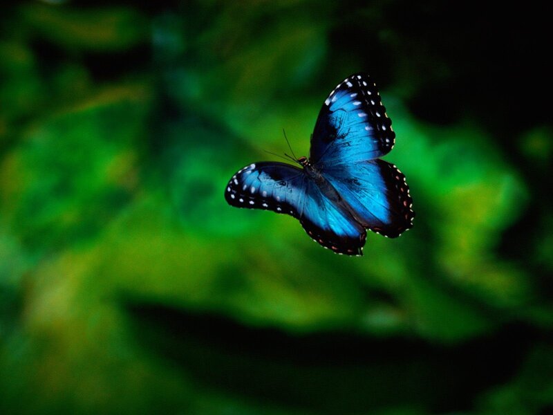 Blue Butterfly in Flight — Serene, Photograph, Wings, Green Foliage