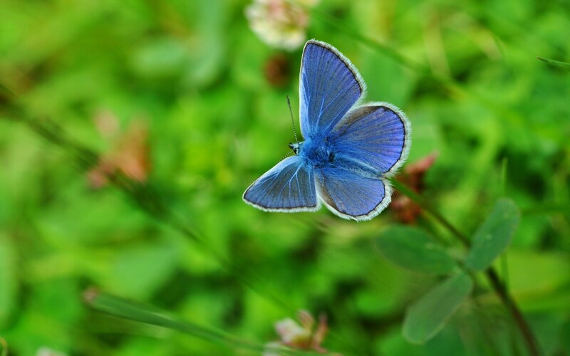 Blue Butterfly in Flight — Serene, Summer