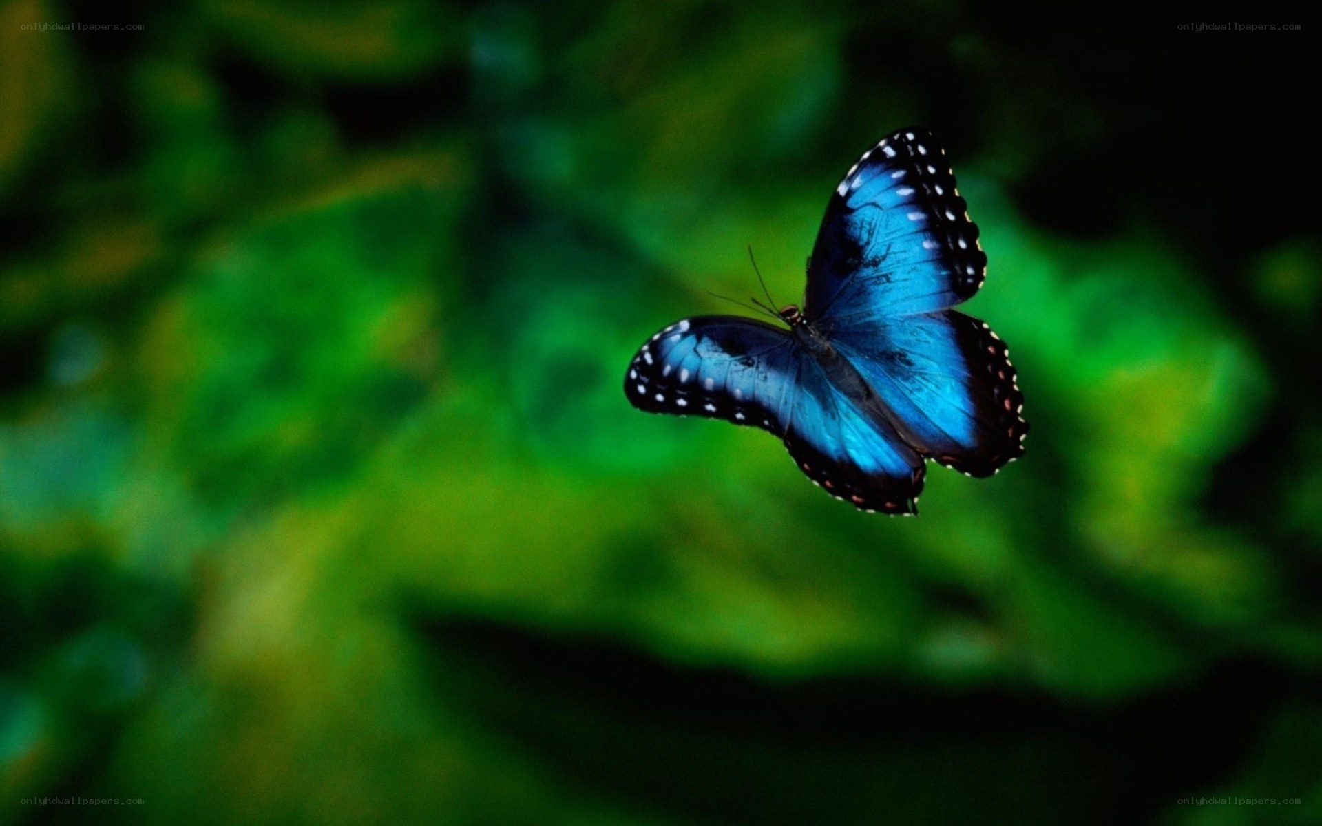 Blue butterfly in flight