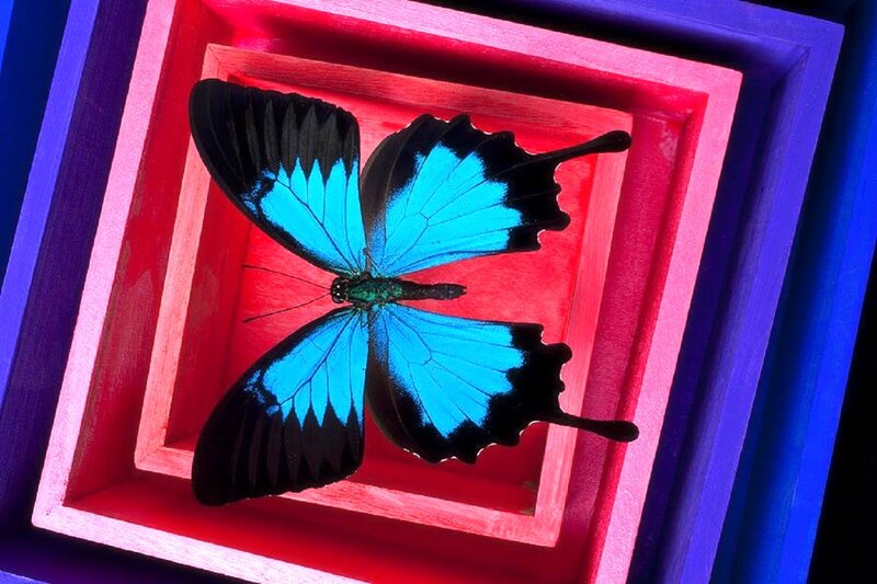 Blue Butterfly in Frame