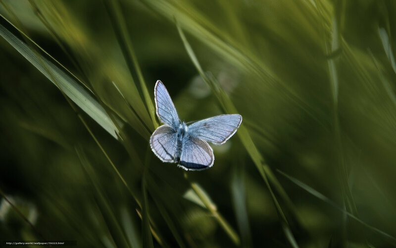 Blue butterfly in grass