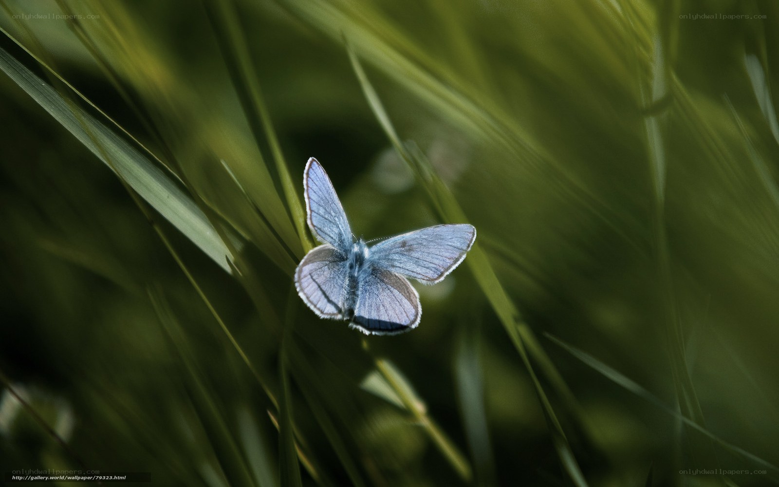 Blue butterfly in grass