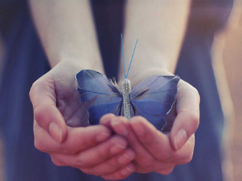 Blue Butterfly in Hands