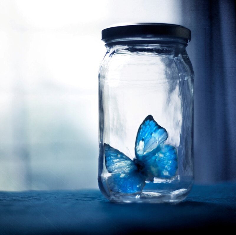 Blue Butterfly in Jar