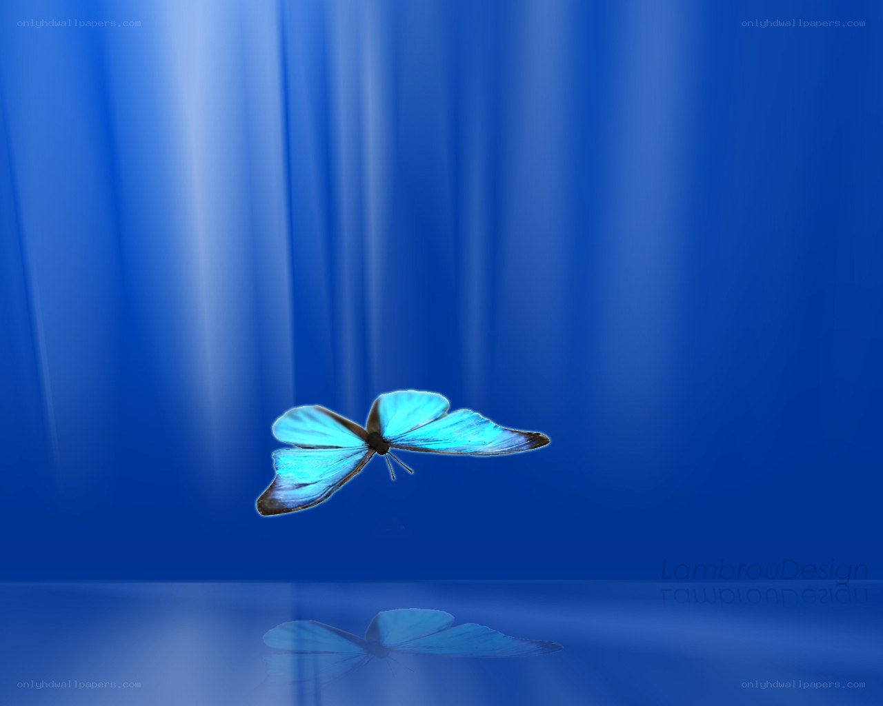 blue butterfly in light