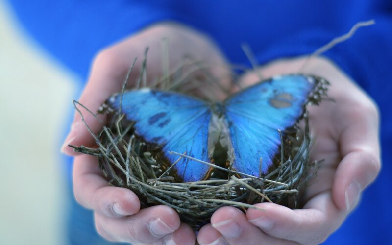 Blue Butterfly in Nest — Calm