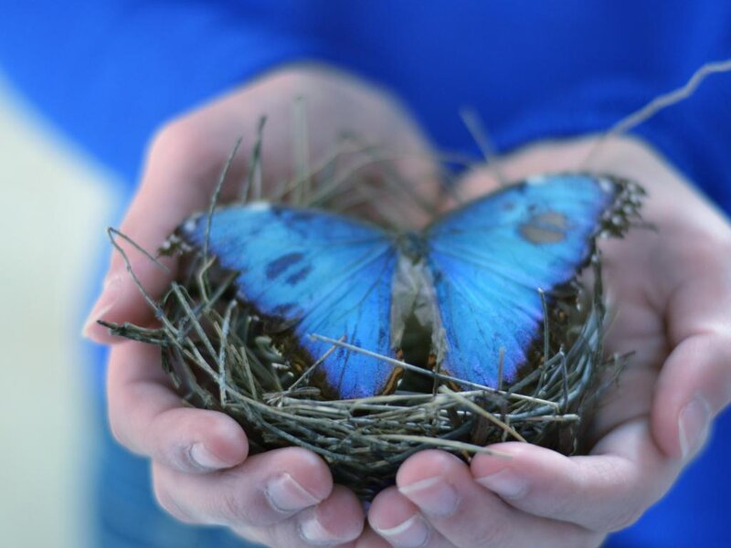 Blue Butterfly in Nest