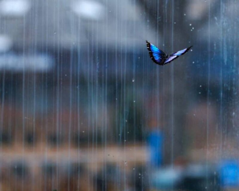 Blue Butterfly in Rain