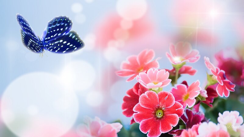 Blue Butterfly Near Flowers — Pink
