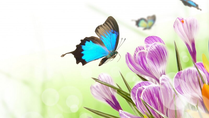 Blue Butterfly Near Flowers — Serene, Spring