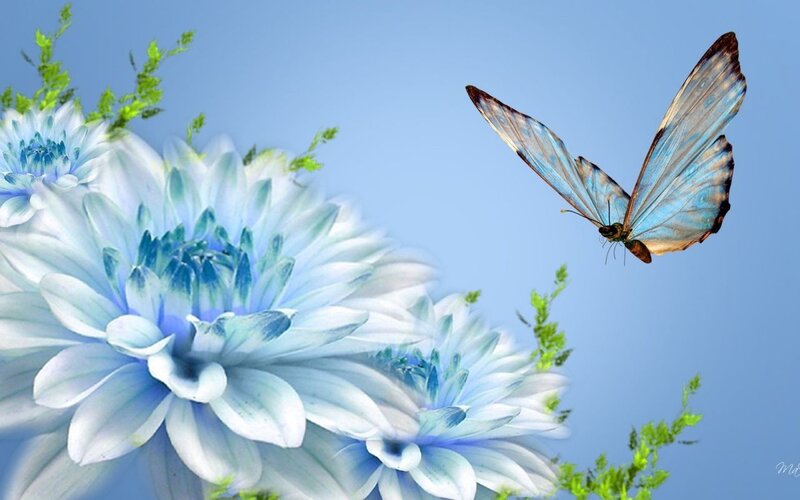 Blue Butterfly Near Flowers