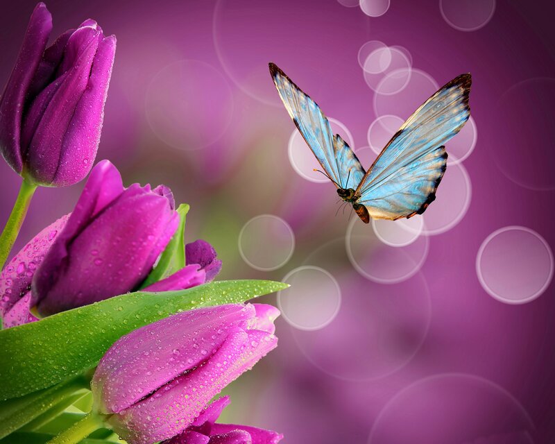 Blue Butterfly Near Tulips