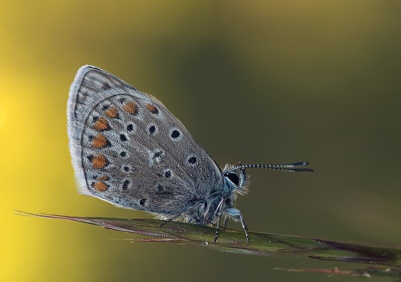 blue butterfly on a blade of grass